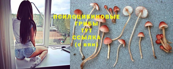 стаф Алзамай